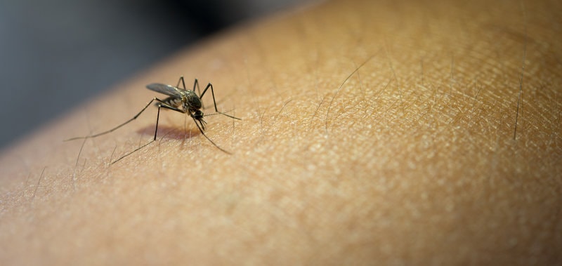 close-up-mosquito-sucking-blood-from-human-arm
